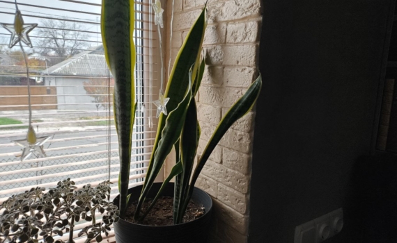 Зеленые талисманы для дома: эти 5 комнатных растений привлекут удачу и счастье к обладателям Зеленые талисманы для дома: эти 5 комнатных растений привлекут удачу и счастье к обладателям