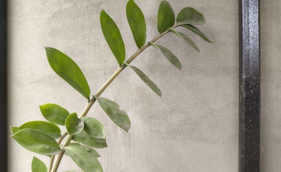 Замиокулькас или долларовое дерево: молчаливый страж удачи — живёт там, где умирают даже кактусы Замиокулькас или долларовое дерево: молчаливый страж удачи — живёт там, где умирают даже кактусы