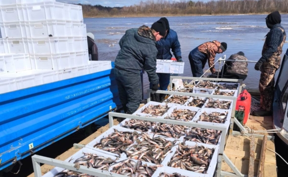 В Томской области растут объемы промышленного вылова рыбы