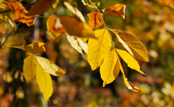 Что можно и нельзя делать 13 ноября в Курьи именины — чтобы весь год куры неслись, а рыба ловилась Что можно и нельзя делать 13 ноября в Курьи именины — чтобы весь год куры неслись, а рыба ловилась