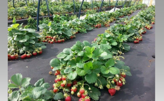 Всего 2 подкормки — и клубника плодоносит ящиками: проверенная схема мая. Ягоды как с картинки Всего 2 подкормки — и клубника плодоносит ящиками: проверенная схема мая. Ягоды как с картинки